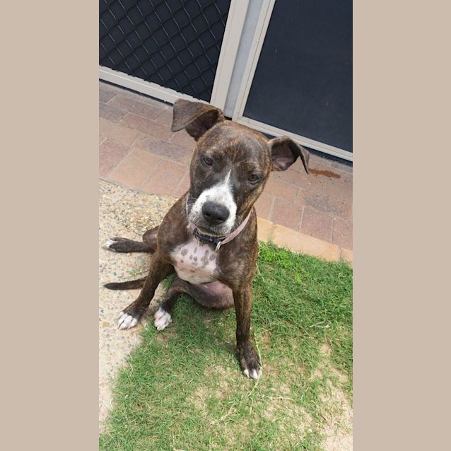 Photo of Solo (Adoption Pending)