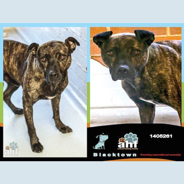 Photo of Clyde 5261 Amstaff 2/4yrs