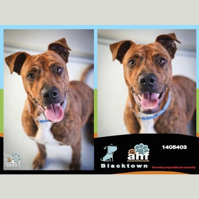 Photo of Michael 5403 Amstaff 1yr
