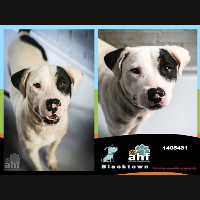 Photo of Jack Sparrow 5431 Staffy X Mastiff 2/4yrs