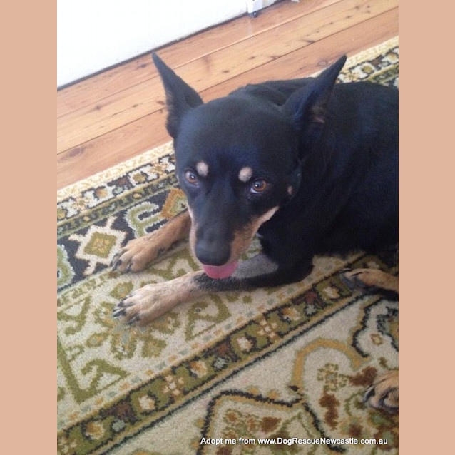 Photo of Gloria (On Trial 1/1/15)~ Kelpie X, Easy Going