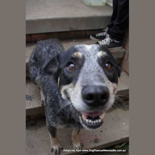 Photo of Buddy (On Trial 24/1/15) ~ Smiling Blue Cattle Dog