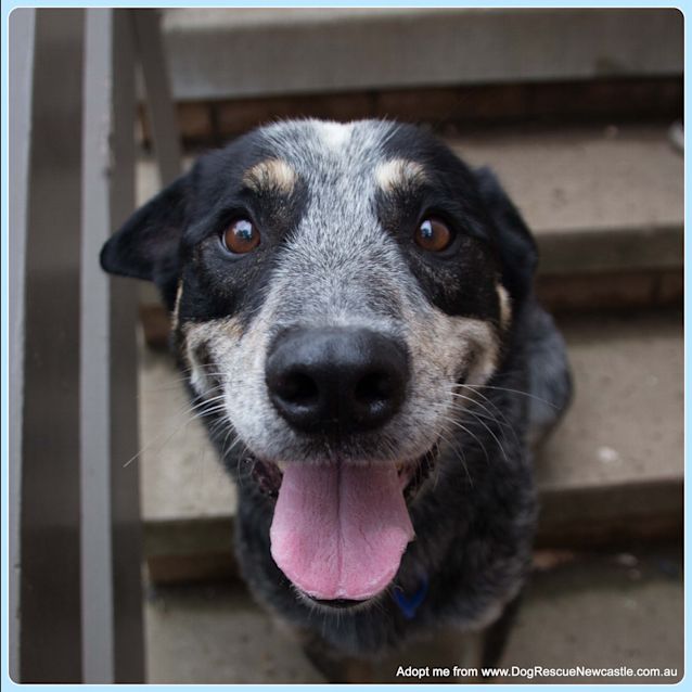 Photo of Buddy (On Trial 24/1/15) ~ Smiling Blue Cattle Dog