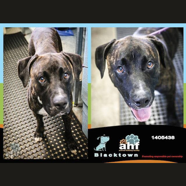 Photo of Mack 5438 Amstaff 2/4yrs
