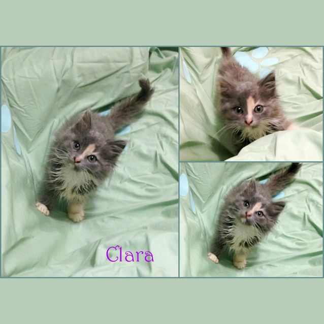 Photo of Clara