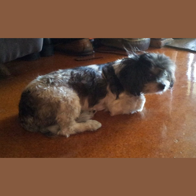 Photo of Bellia