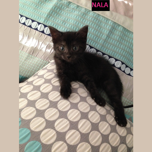 Photo of Nala