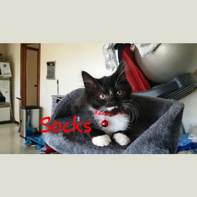 Photo of Socks