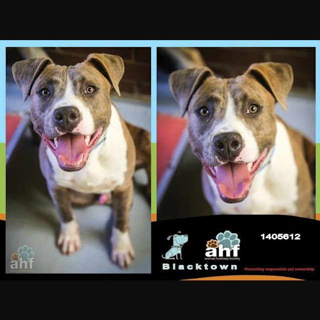 Photo of Alvin 5612 Amstaff 1/2yrs