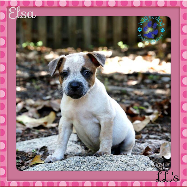 Photo of Elsa