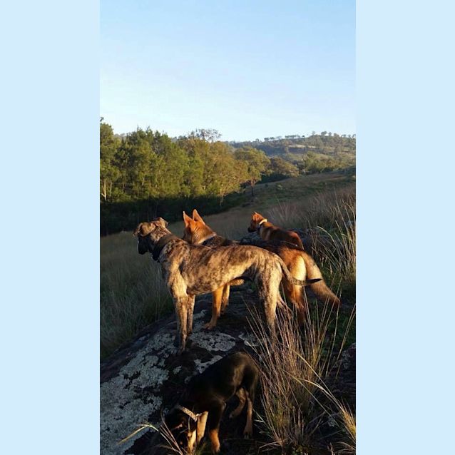 Photo of Cheeko (On Trial 6/1/15)~ Shepherd X Staffy