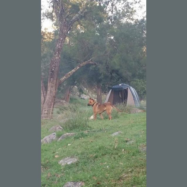 Photo of Cheeko (On Trial 6/1/15)~ Shepherd X Staffy