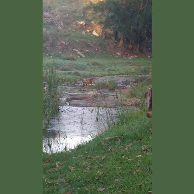 Photo of Cheeko (On Trial 6/1/15)~ Shepherd X Staffy