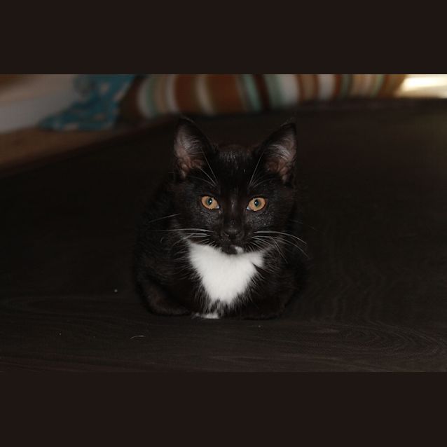 Photo of Sesame