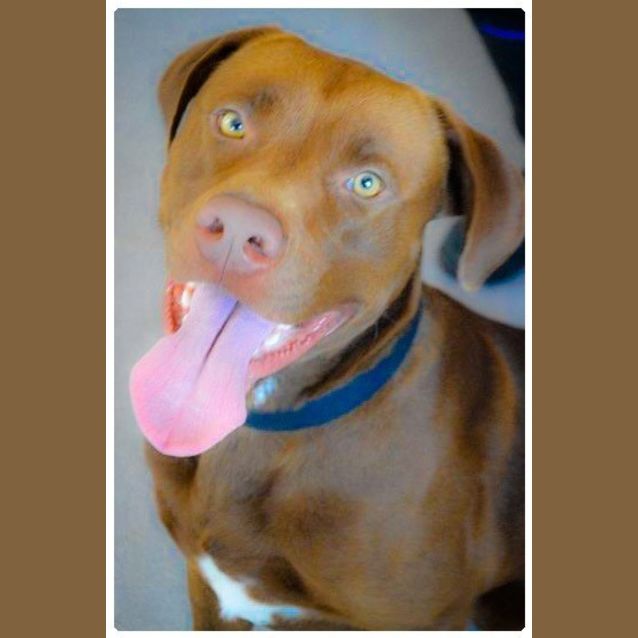 Photo of Sarge