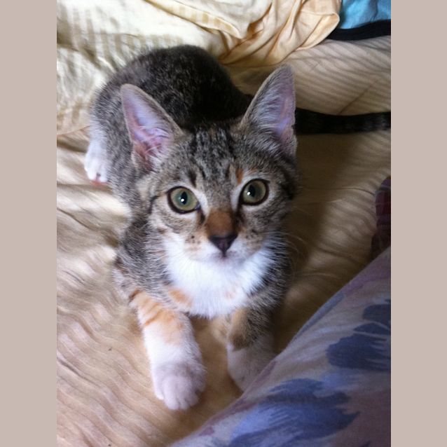 Photo of Frankie