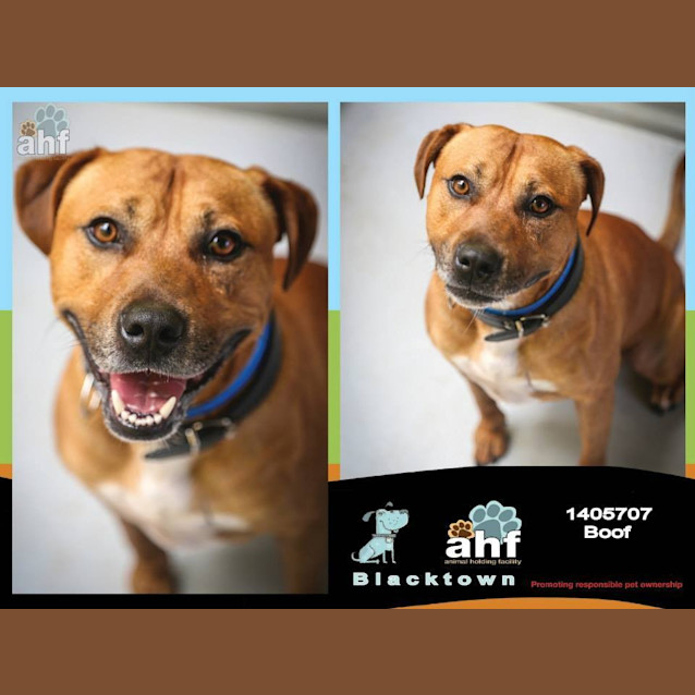 Photo of Boof 5707 Amstaff 2/4yrs