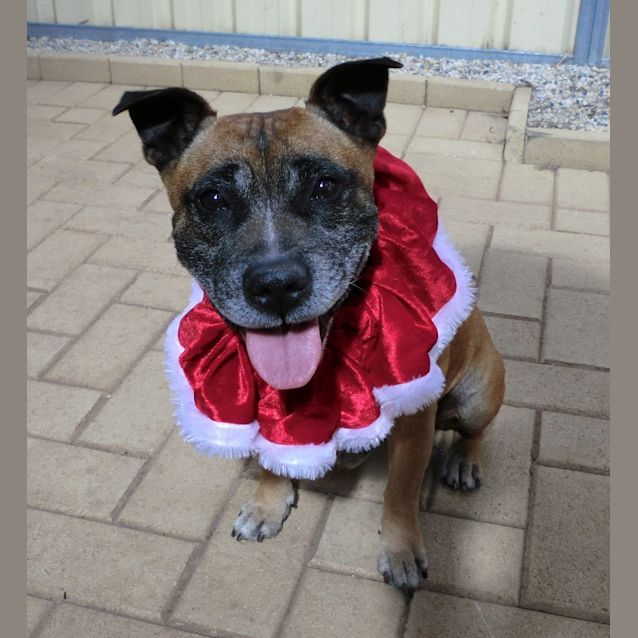 Photo of Jack *On Trial In His New Home*