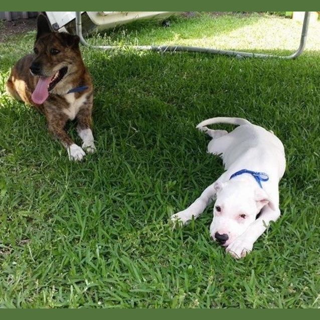 Photo of Puppy Kye (On Trial 24/1/15)~ I'm Deaf! 