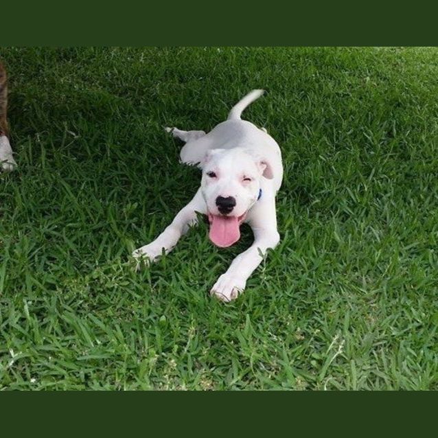 Photo of Puppy Kye (On Trial 24/1/15)~ I'm Deaf! 
