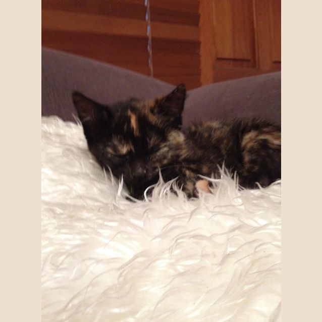Photo of Bow