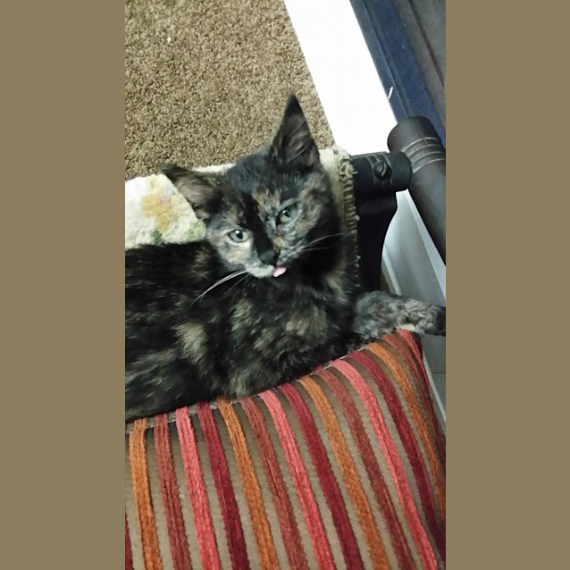 Photo of Nutmeg