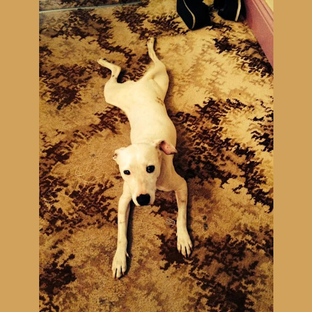 Photo of Pippa ~ Foster Carer Needed