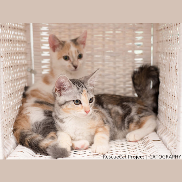 Photo of "Splish"   Purrfect Match