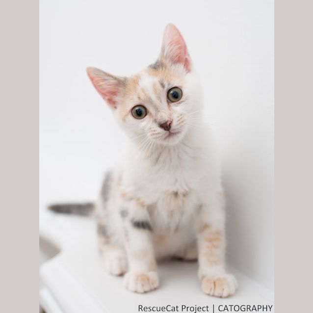 Photo of "Splosh"   Purrfect Match