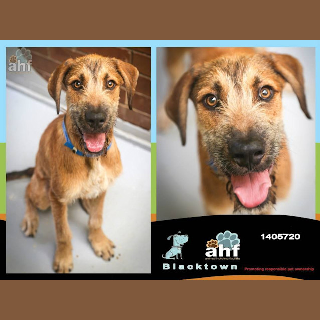 Photo of Mustacho 5720 Irish Wolfhound 6/12months