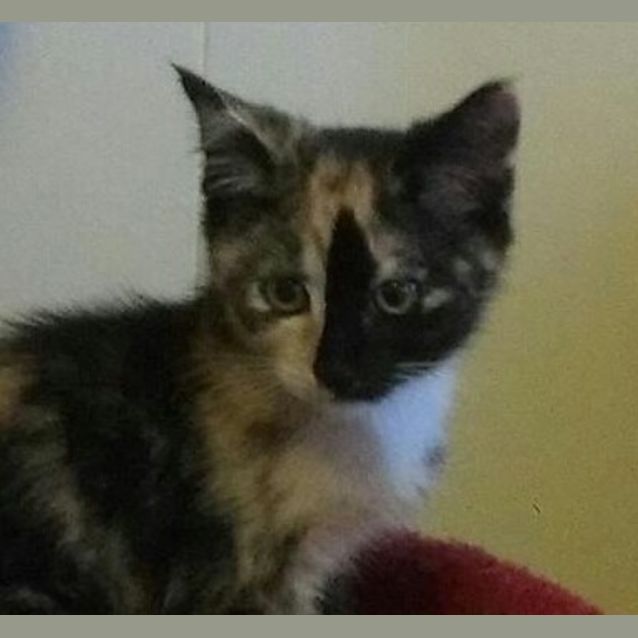 Photo of Dorothy    Kitten Kapers Rescue