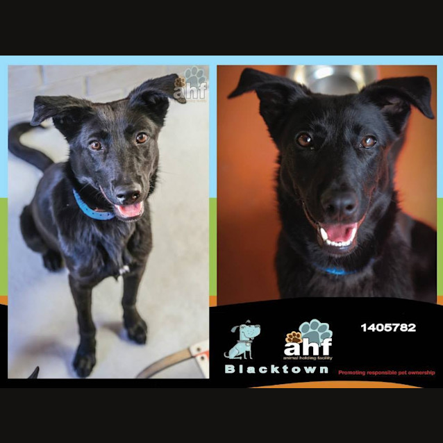 Photo of Peter 5782 Kelpie 1/2yrs