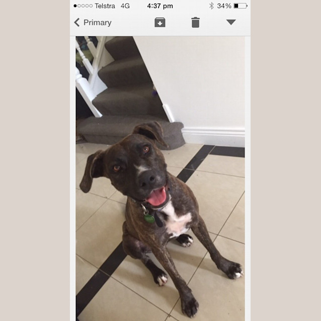 Photo of Tandy ... Loves To Walk & Play