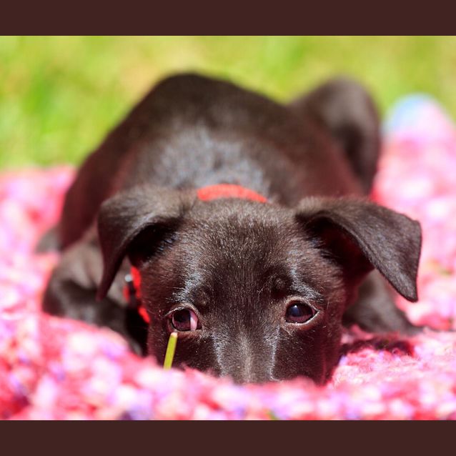 Photo of Minx ~ On Trial 17/1/15