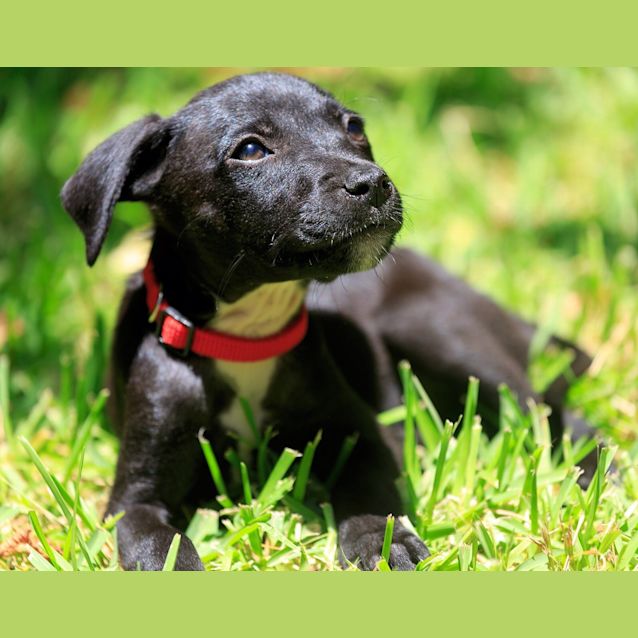 Photo of Minx ~ On Trial 17/1/15