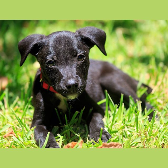 Photo of Minx ~ On Trial 17/1/15