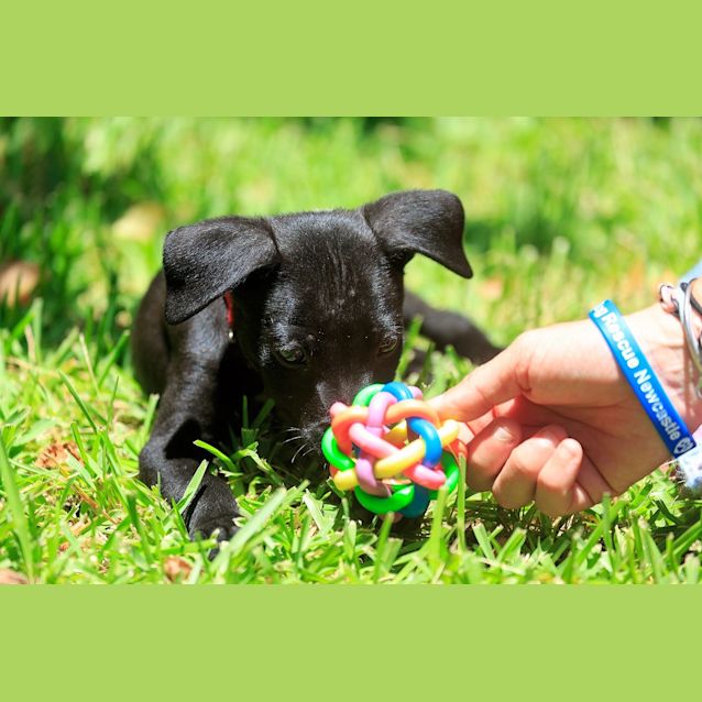 Photo of Minx ~ On Trial 17/1/15