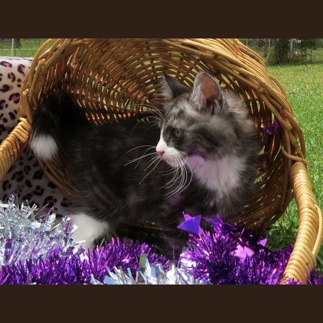 Photo of "Tippy"   Purrfect Match