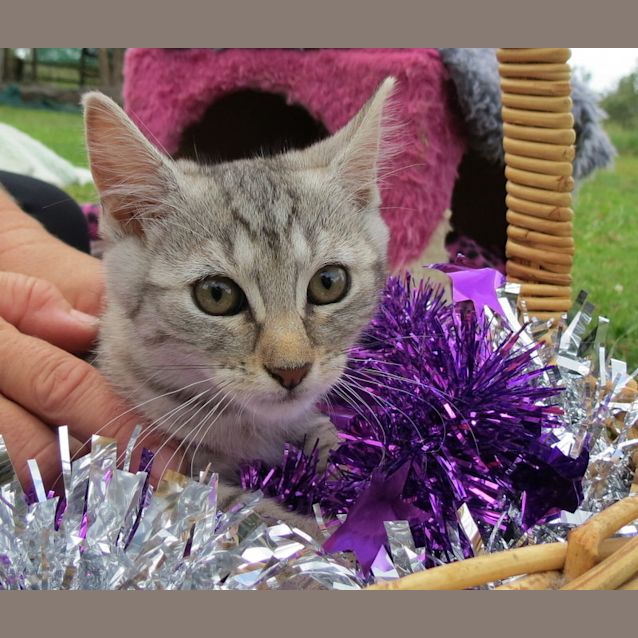 Photo of "Dottie"   Purrfect Match