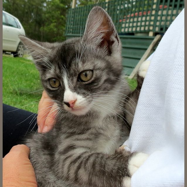 Photo of "Dora"   Purrfect Match