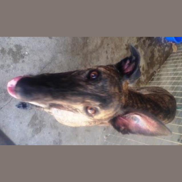 Photo of Belle