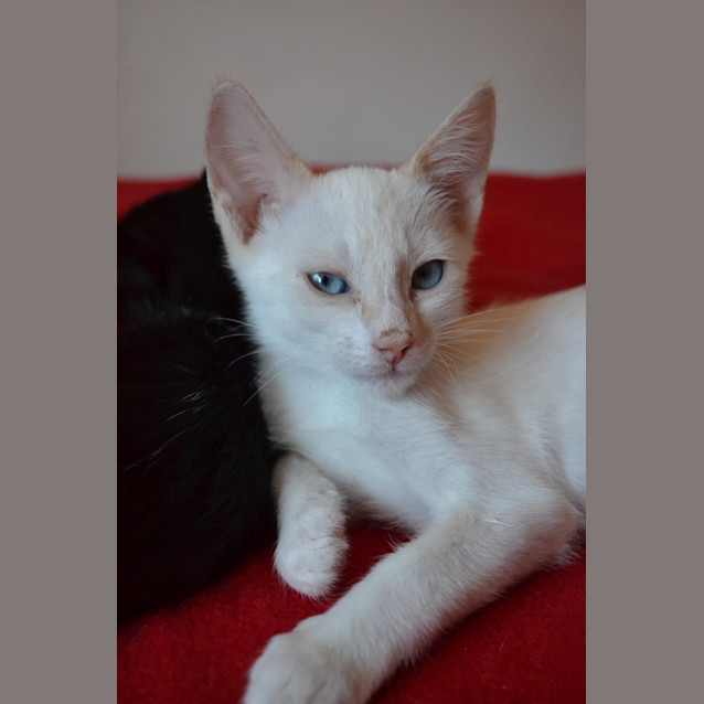 Photo of Olly   Cream Point