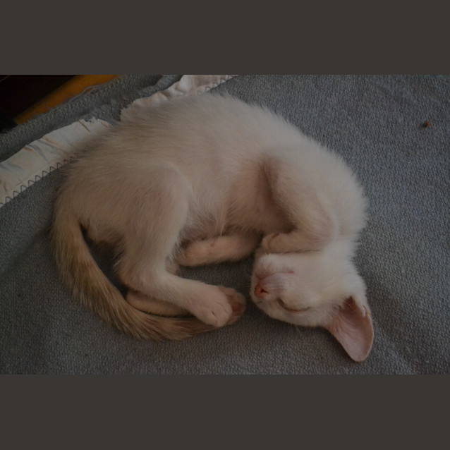 Photo of Olly   Cream Point