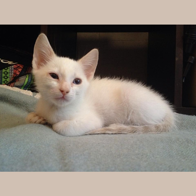 Photo of Olly   Cream Point