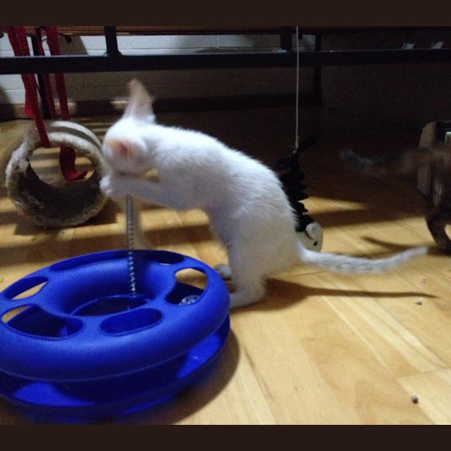 Photo of Olly   Cream Point