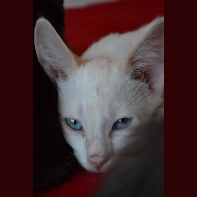 Photo of Olly   Cream Point