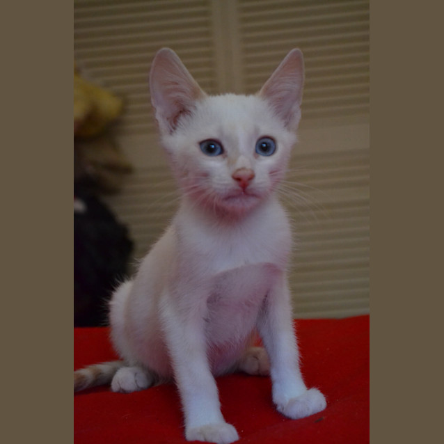 Photo of Olly   Cream Point