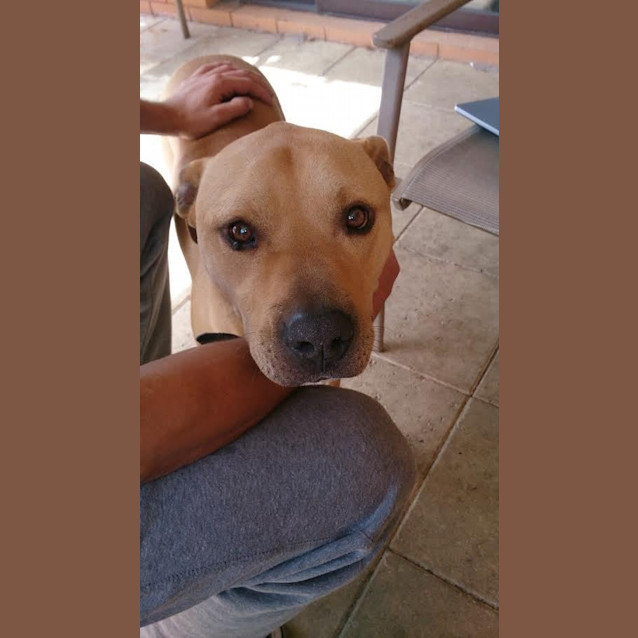 Photo of Buddy Dl816