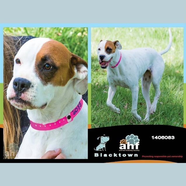 Photo of Liza 6083 Boxer 4/6yrs