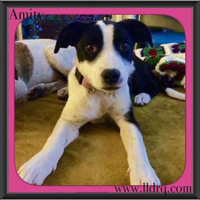 Photo of Amity